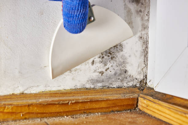 Best Mold Documentation for Insurance Claims  in Tahoka, TX